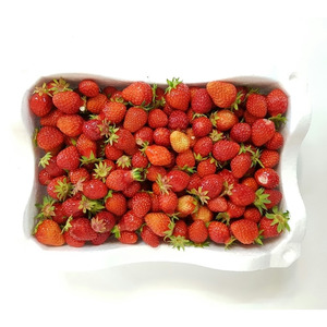 무농약 딸기(쨈용) 2kg(금요일부터)